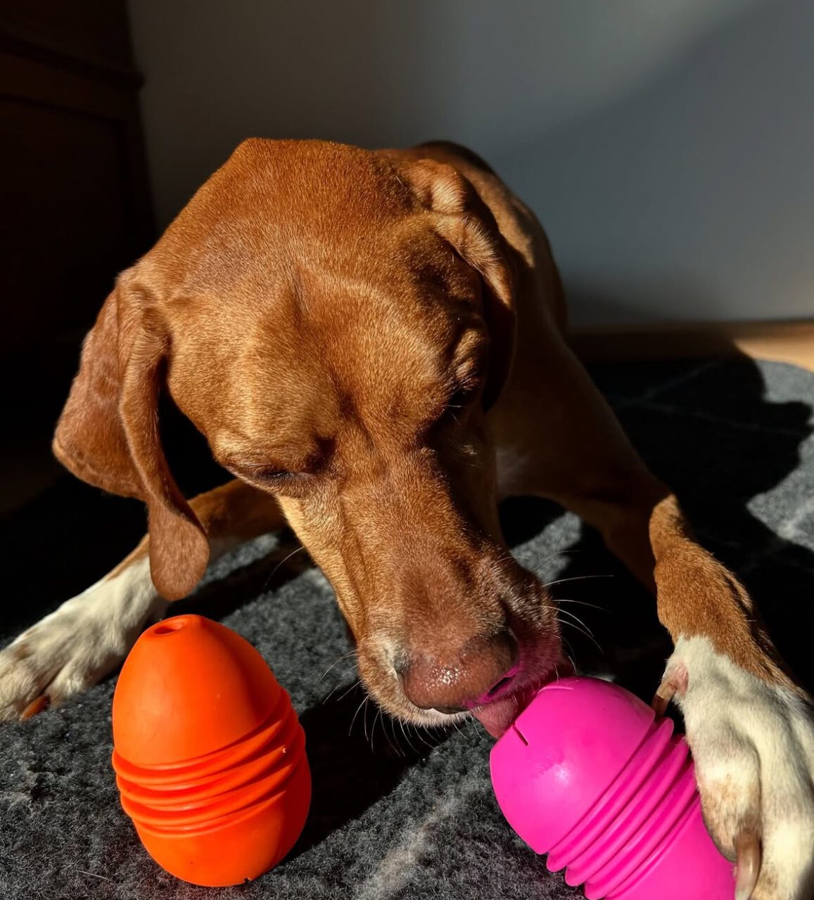 Fiboo Dog Slow Feeder – Non-Toxic Egg for Dogs | 2 Colors - Image 4