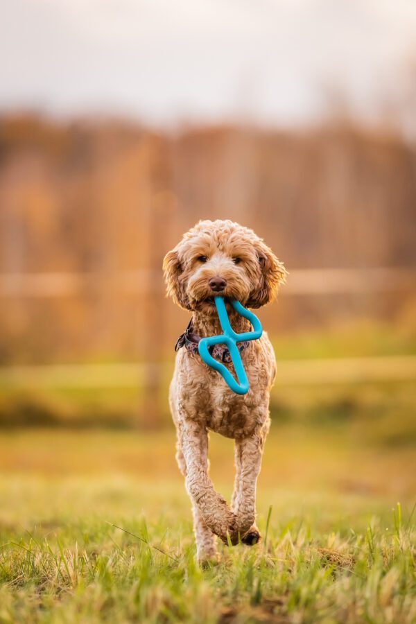 Fiboo Tug Toy – Durable, Floating & Eco-Friendly Dog Pull Toy | 4 Colors - Image 4