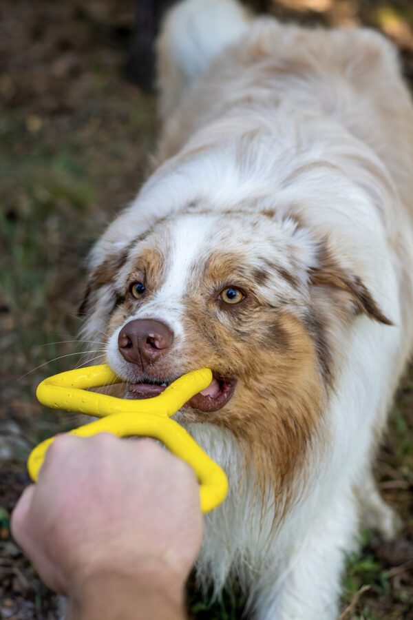 Fiboo Tug Toy – Durable, Floating & Eco-Friendly Dog Pull Toy | 4 Colors - Image 5