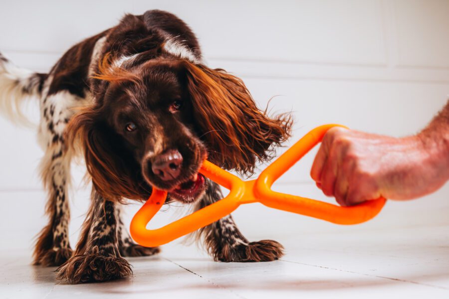 Fiboo Tug Toy – Durable, Floating & Eco-Friendly Dog Pull Toy | 4 Colors - Image 3