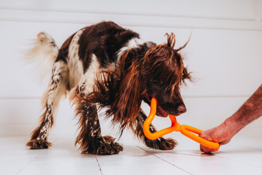 Fiboo Tug Toy – Durable, Floating & Eco-Friendly Dog Pull Toy | 4 Colors - Image 2